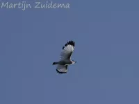Balinese spreeuw [Leucopsar rothschildi]
